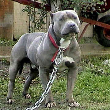 pit_bull1241544141.bmp