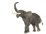 elephant-attitude-2018.gif