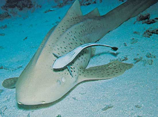 remora-host-nurse-shark-areas-presence-energy.jpg