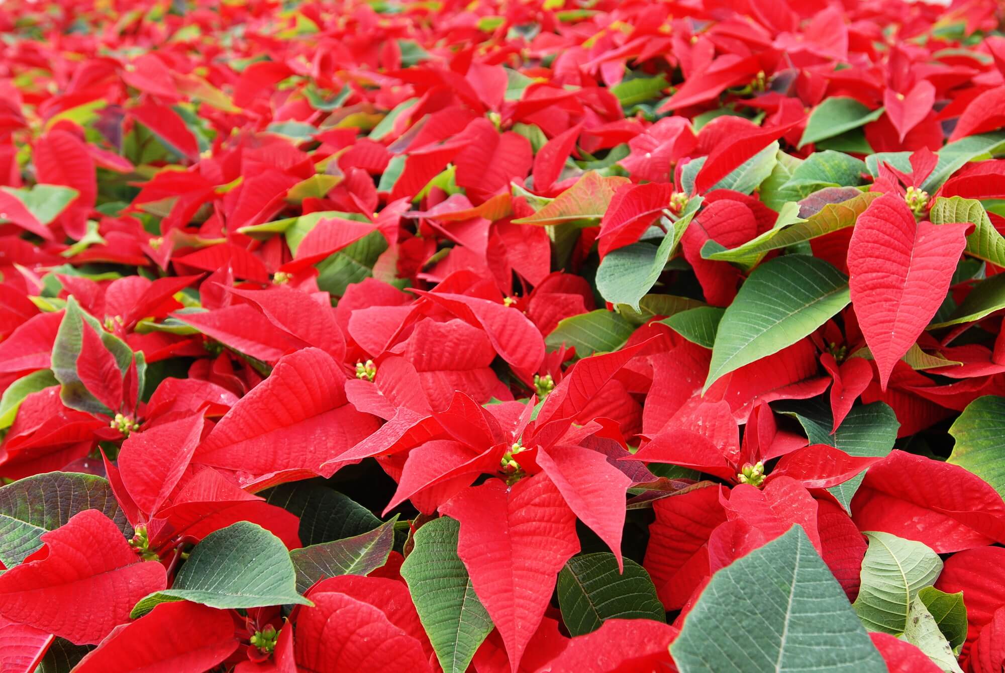 poinsettia-day1.jpg
