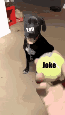 tenor.gif