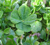 175px-Four-leaf_clover.jpg