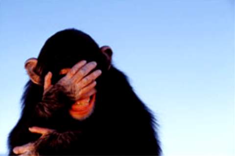 embarrassed+monkey.jpg