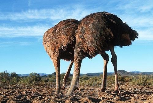 ostriches-head-in-sand.jpg