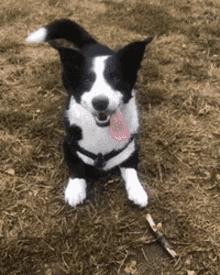 griffey-the-corgi-corgi.gif
