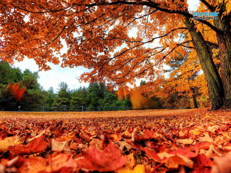 Red%20Autumn%20Leaves%20Photography%20HD%20Wallpapers%20for%20Beckground%20%282%29.jpg