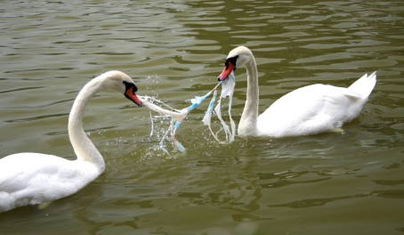 swans-plastic-litter.jpg