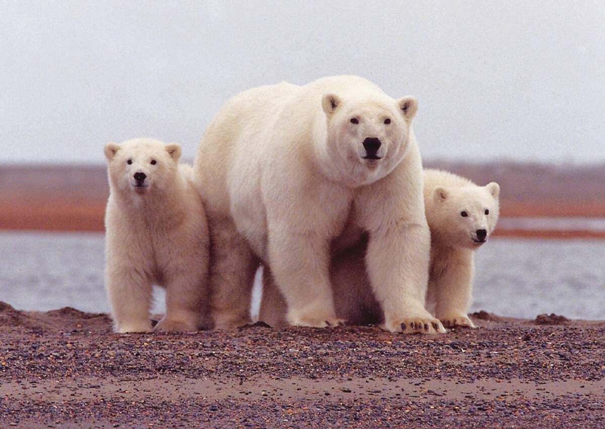 polar-bear-674001.jpg