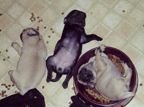 vbprd-baby-pug-puppies.jpg