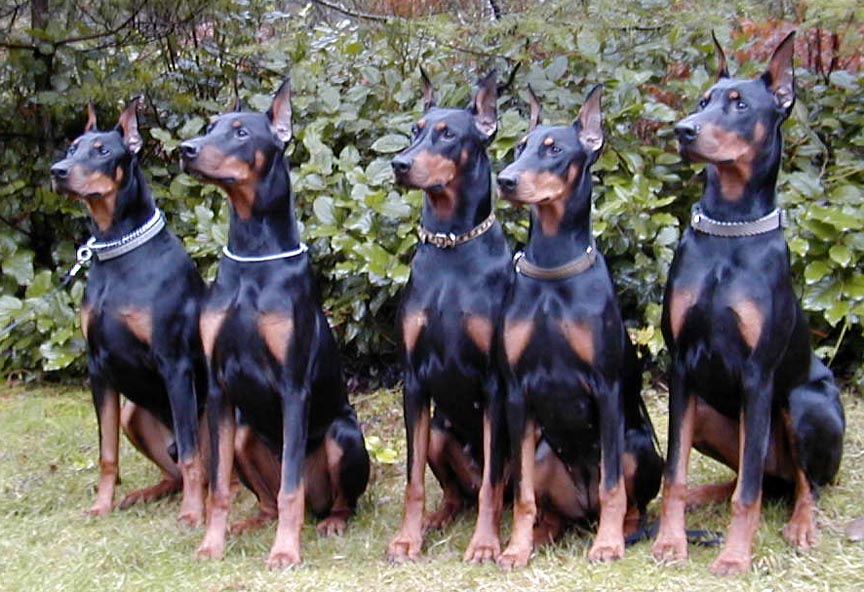 doberman-pinscher-3.jpg