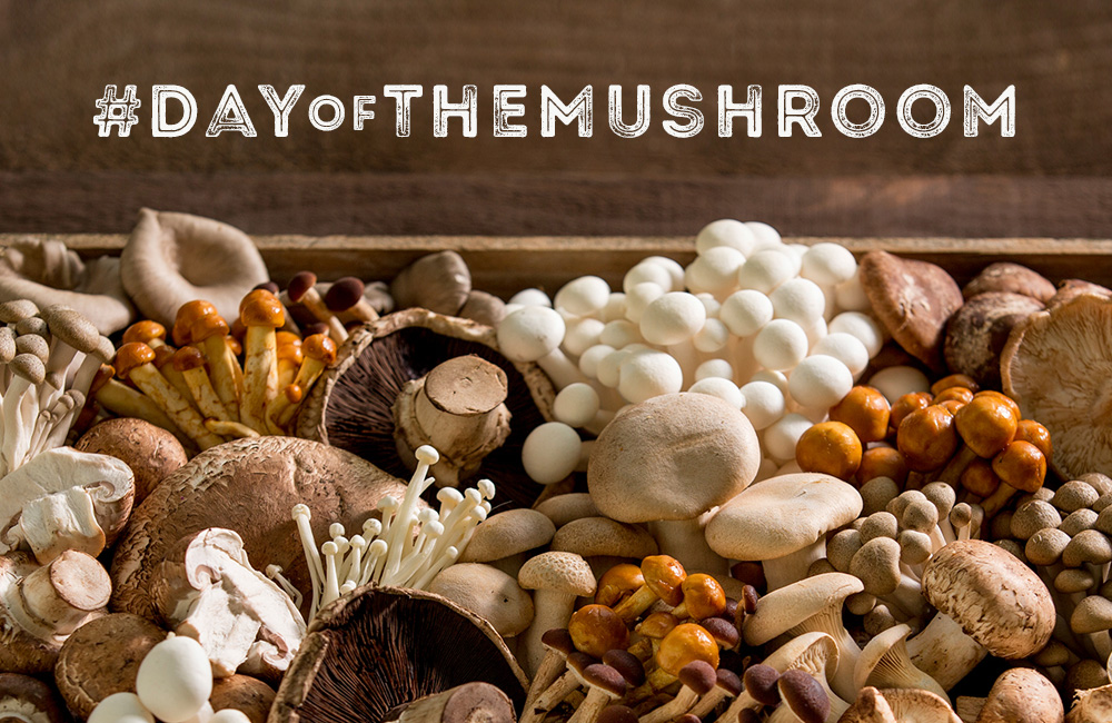 DayoftheMashroom-blog-header.jpg