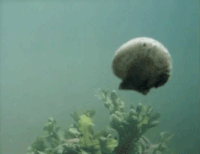 dbfdfb212cdbd21a87950cebec720d0e_w200.gif