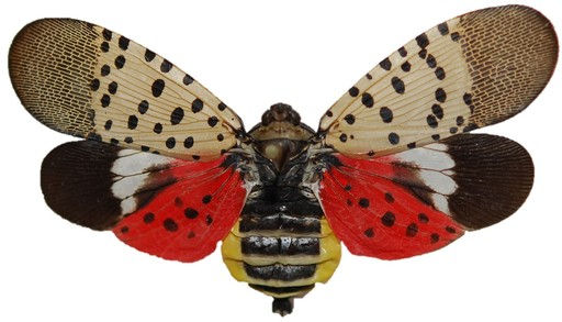 efa_sy_0925_spotted_lanternfly__new_invasi.jpeg