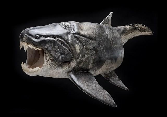 Dunkleosteus-2.jpg