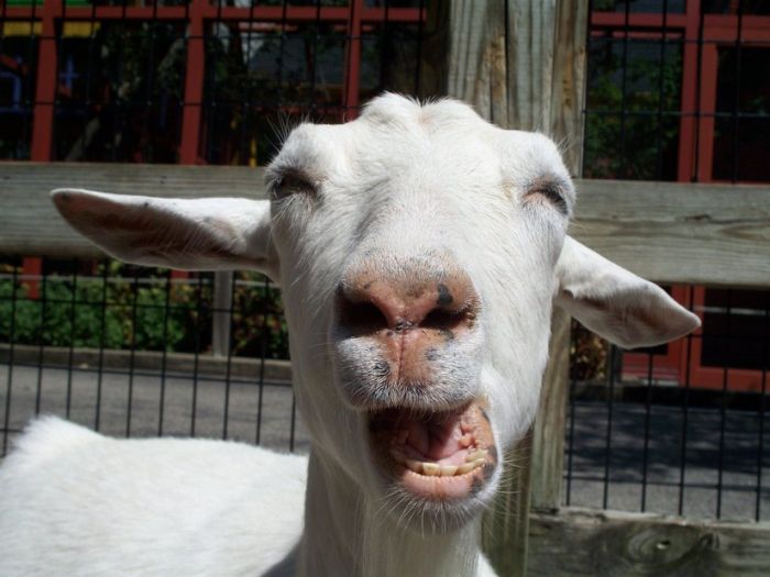 goat-face.jpg