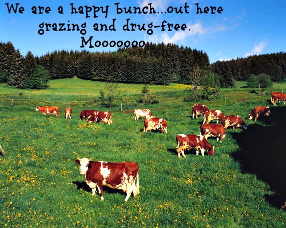 happy-cows1.jpg