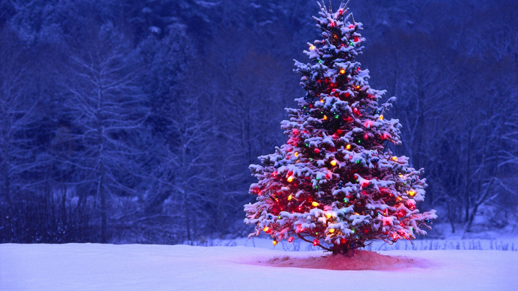 christmas_tree_image_1024x1024.jpg