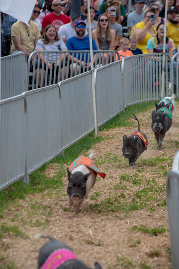 The Hollywood Racing Pigs brings a large crowd to the Family Fun Zone three times a day. Pigs like Baconator and Darl Earnhog Jr. ran around the small track as fans both young and old cheered.