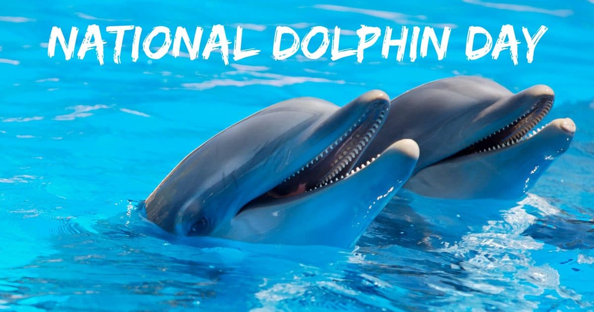 National-Dolphin-Day.jpg