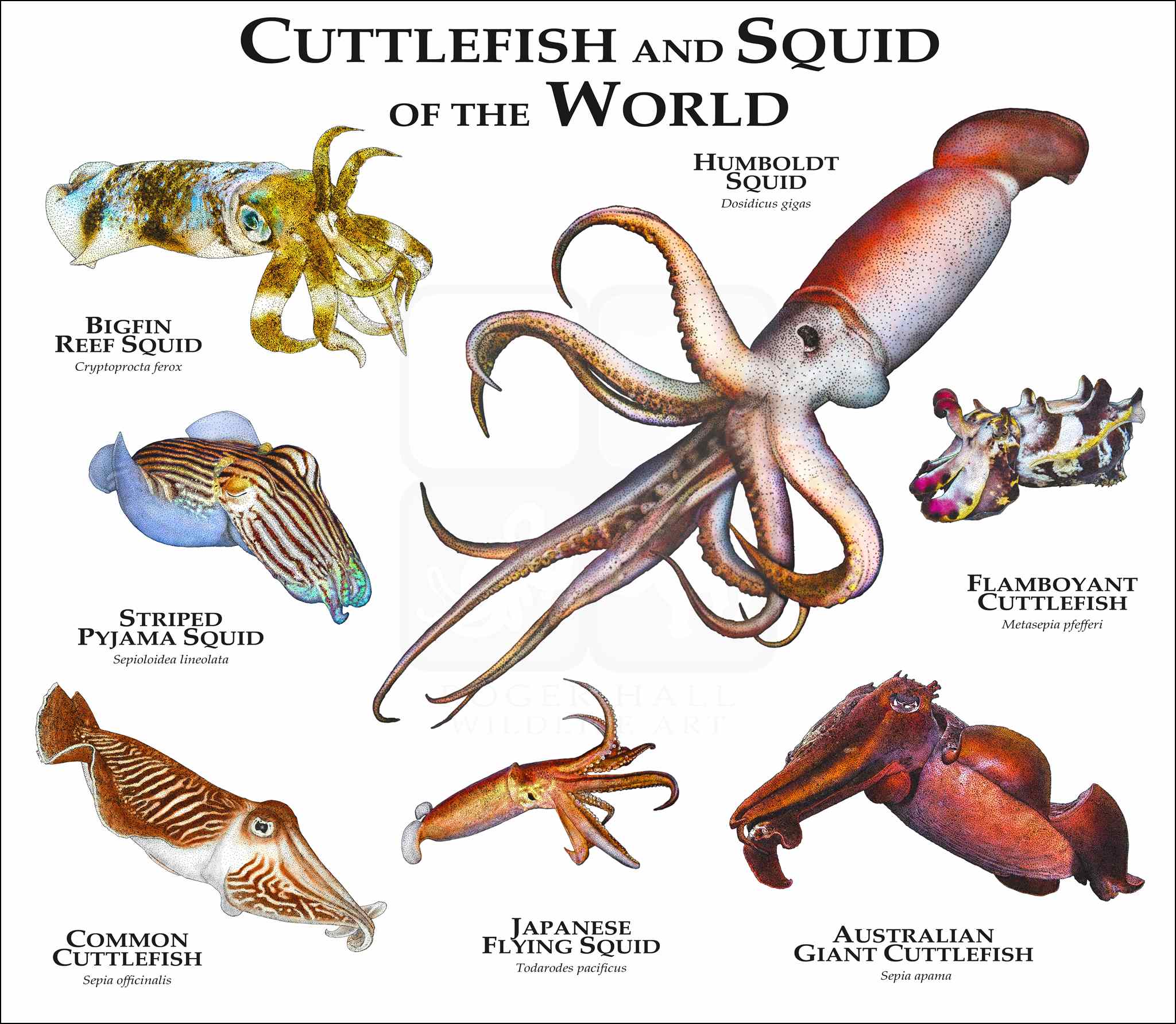 cuttlefish_squid.jpg