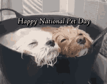 happy-national-pet-day-pets-day.gif