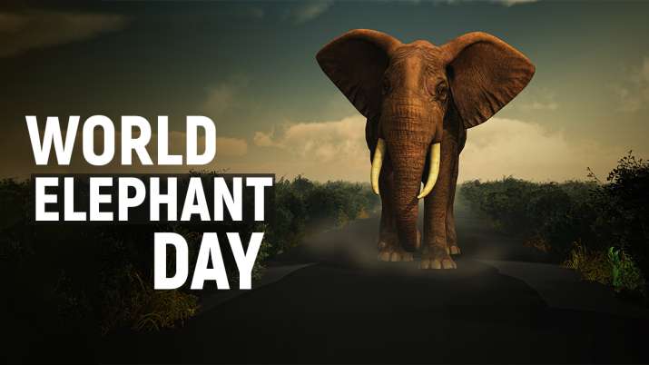 world-elephant-day-1628740849.jpg
