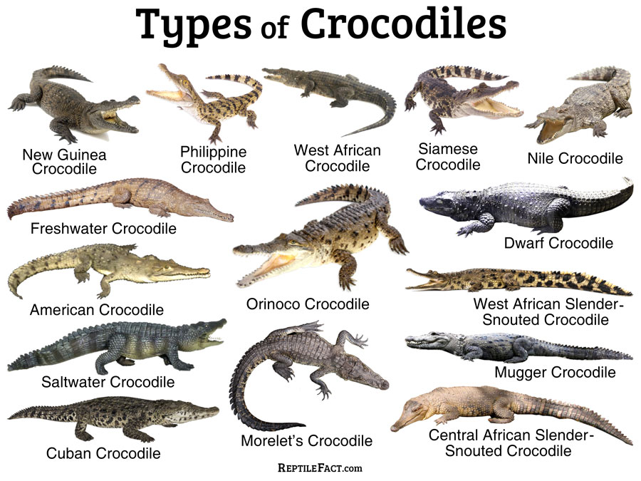 Types-of-Crocodiles.jpg