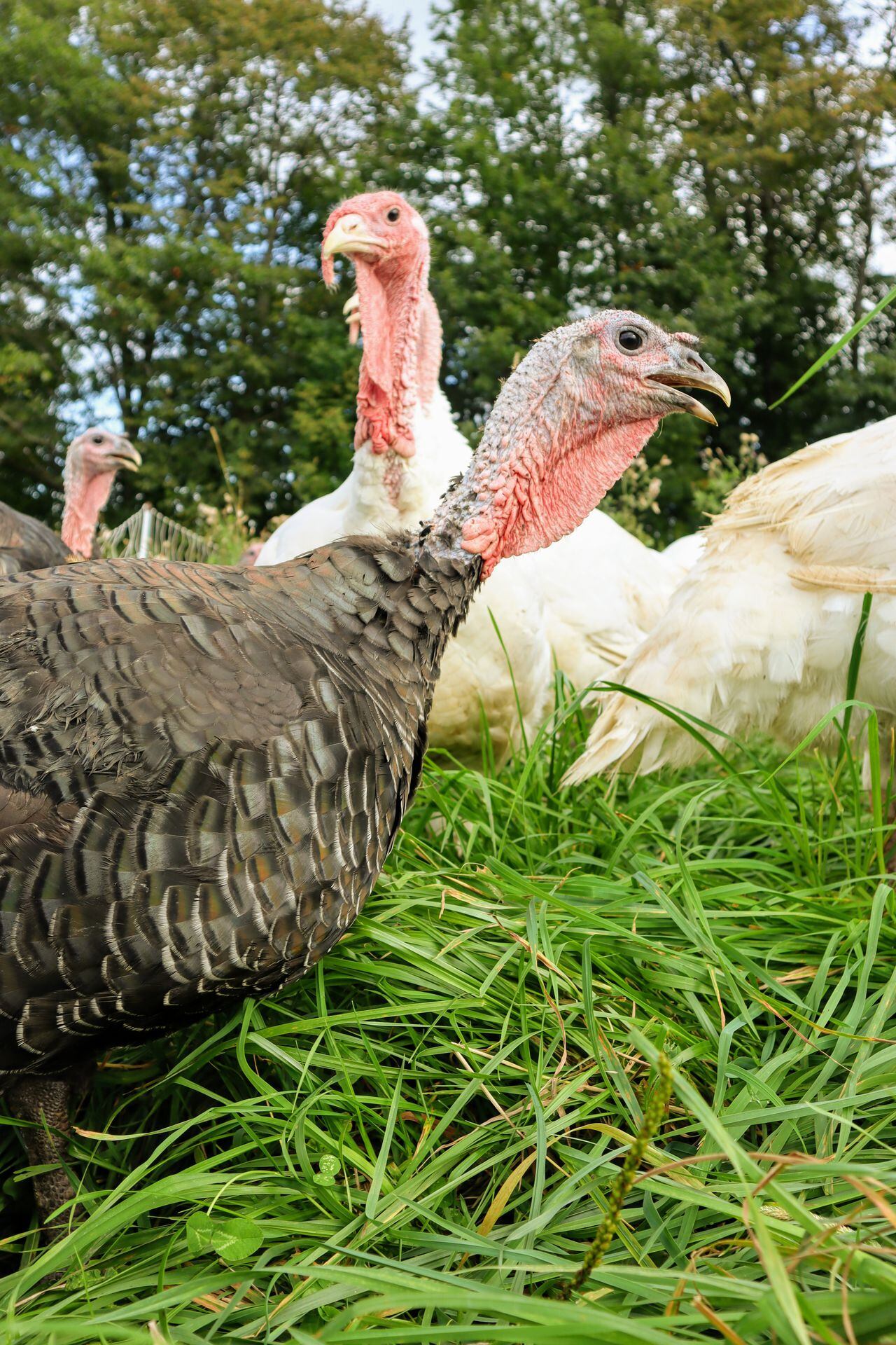 Thanksgiving turkeys from Upstate New York