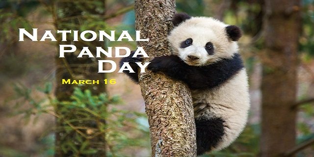 Panda-Day.jpg