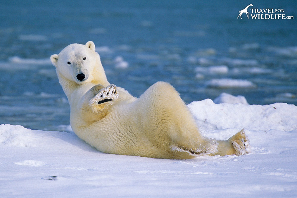 polarbear-cute-snow2.jpg