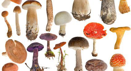 National-Mushroom-Day.jpg