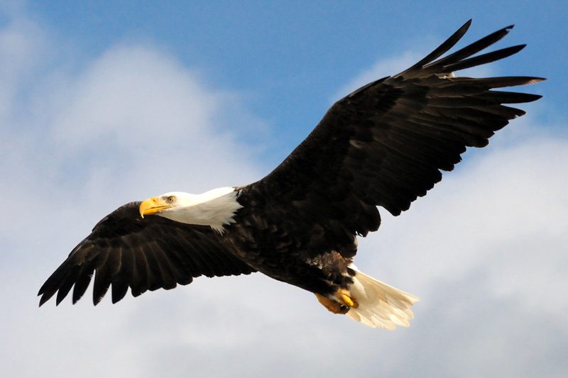 American-Eagle-Day.jpg