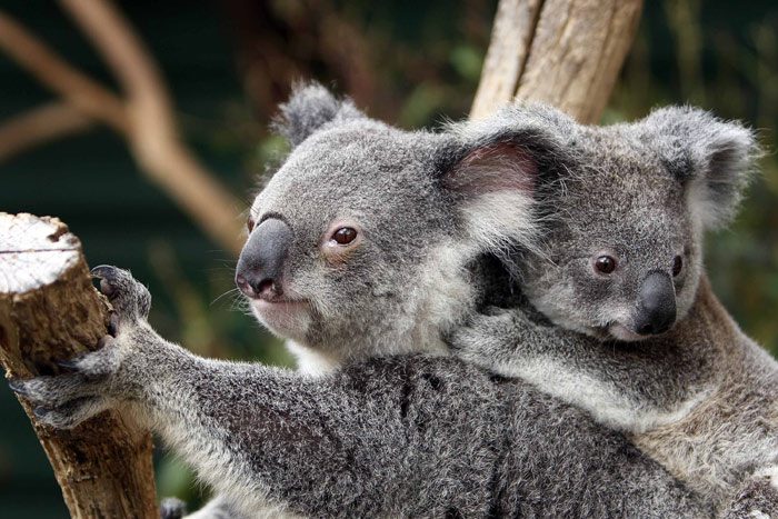 Save-the-Koala-Day.jpg